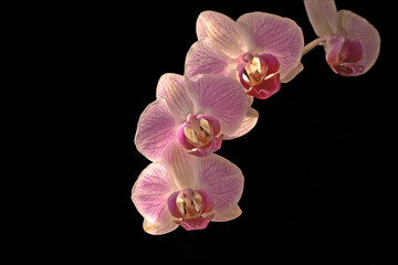 orchidee  (phalaenopsis)
