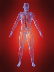 menschliche anatomie mit herz