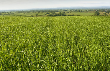 green field