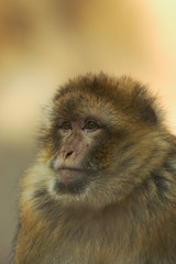 Obraz premium berber monkey