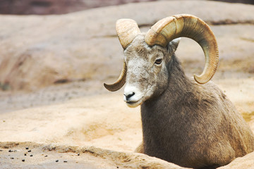 bighornsheep