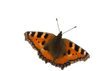 small tortoiseshell