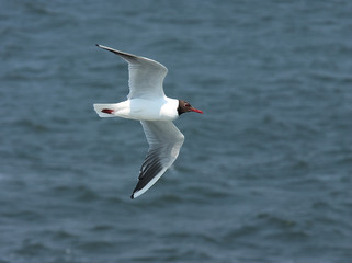 blackhead gull