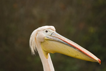 pink pelican