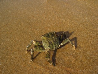 ''crab 2''