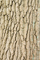 bark