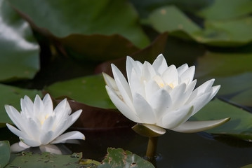 water lilly