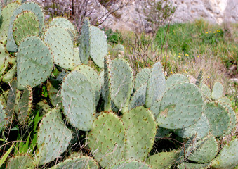 cactus