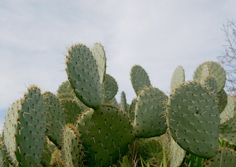 cactus