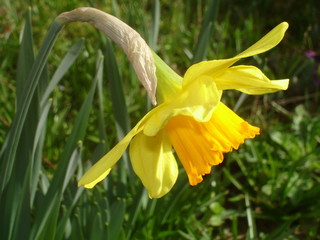 jonquille et printemps