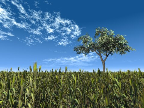one tree