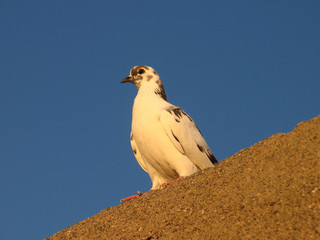 ''pigeon''