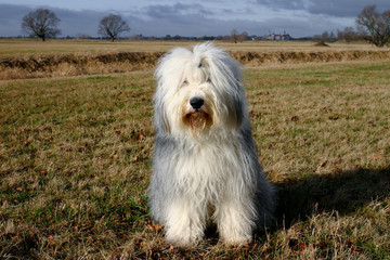 bobtail n°2