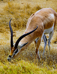 impala