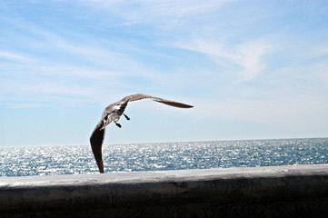 seagull flight