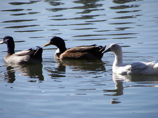 ducks in a lake