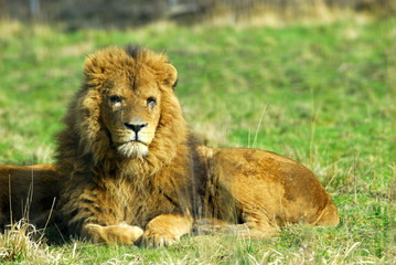 lion d'afrique
