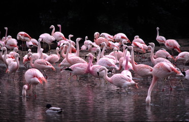 pink flamingos