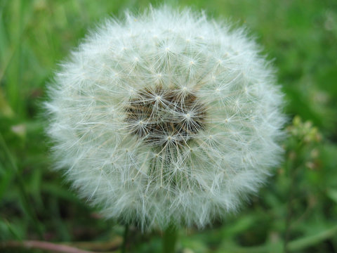 Fototapeta seedy dandelion