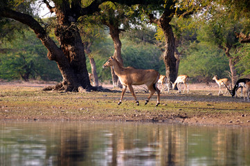 india; gajner: deers and antelope near gajner palace