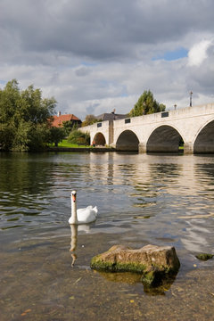 swan on the river