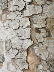 Fototapeta premium tree bark texture