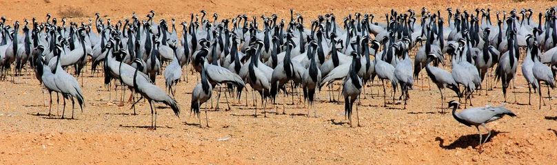 Fototapeten india, rajasthan, thar desert: demoiselle cranes © TMAX