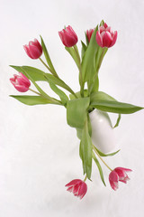 pink tulips white vase