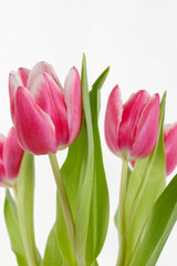 tulips on white vertical 2