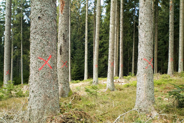 trees marked to chop down
