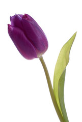 tulipe violette 2