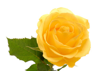 rose jaune