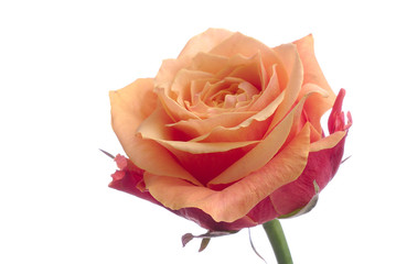 rose p&ecirc;che et rouge bordeau