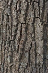 tree bark texture