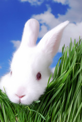 cute easter bunny peeking through the grass