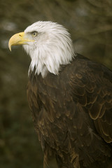 bald eagle