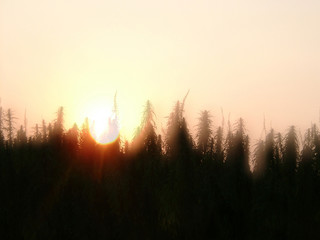 hemp on a sunset