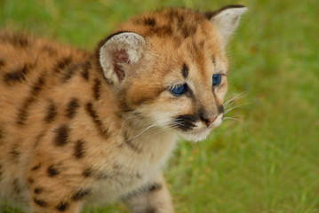 baby leopard