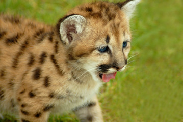 baby leopard