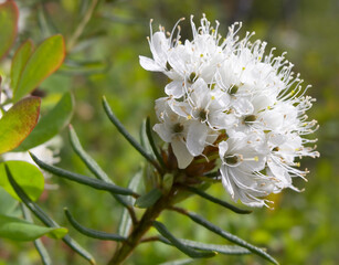 labrador tea