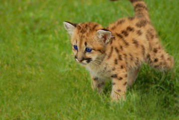 Fototapeta na wymiar dziecko leopard