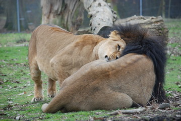 lion et lionne