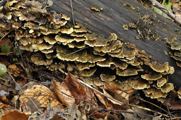 champignons