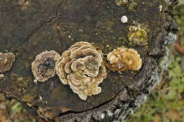 champignons