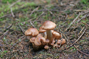 champignons