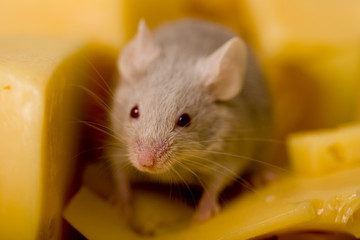 mouse