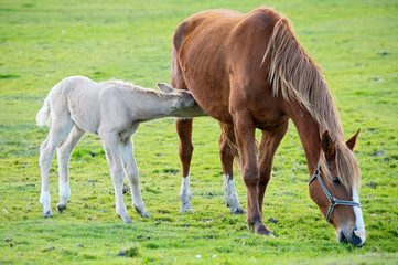 horse with its son eating grass