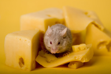 mouse