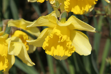 daffodil's