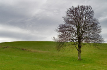 Fototapeta premium l'arbre seul